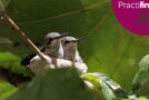 El secreto del nido de los colibríes – Cuento de Navidad 2021