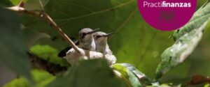 El secreto del nido de los colibríes cuento de Navidad
